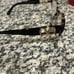 Valentino glasses
