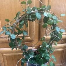 HOYA MATHILDE SPLASH (LIGHT)!