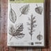 Stampin Up - Vintage Leaves with Leaflets Dies