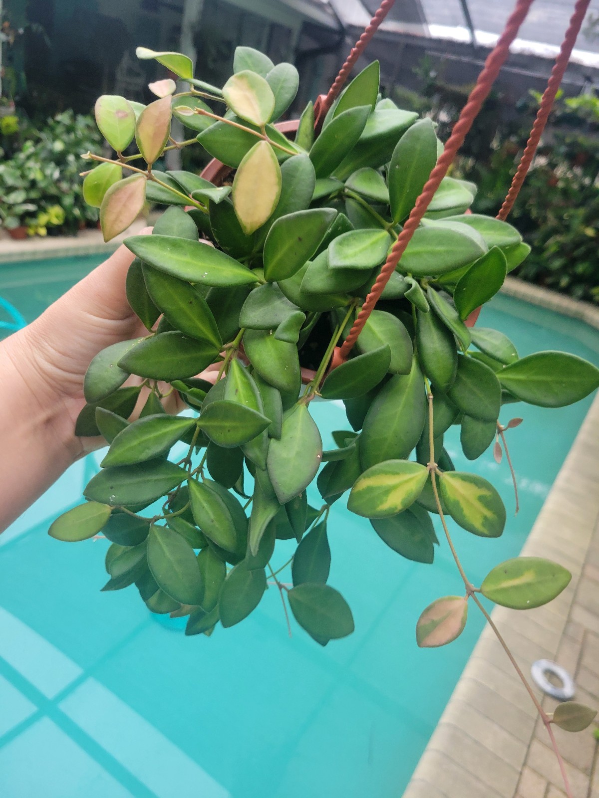 6 hoya ds70 variegated