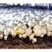 Miracle LED Mushroom Indoor Grow Light Kit for Oyster, Shiitake Mushrooms