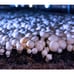 Miracle LED Mushroom Indoor Grow Light Kit for Oyster, Shiitake Mushrooms