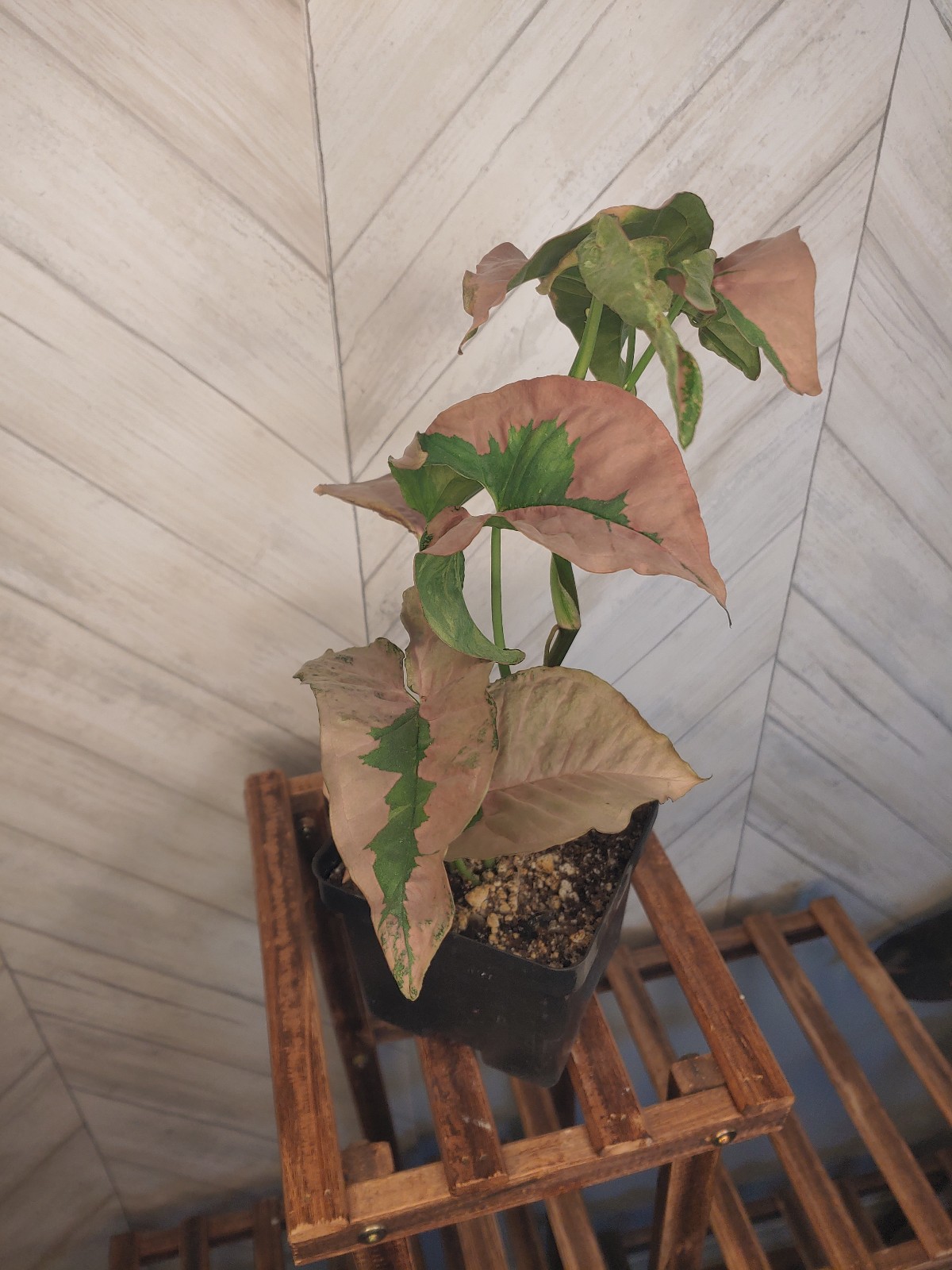 Lava Syngonium
