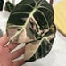 Variegated Pink Black Velvet