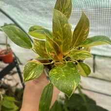 Philodendron Green Congo nuclear