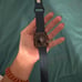 Lightly used Apple Watch Series SE