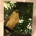 Glossy wood panels 48 each