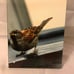 Glossy wood panels 48 each