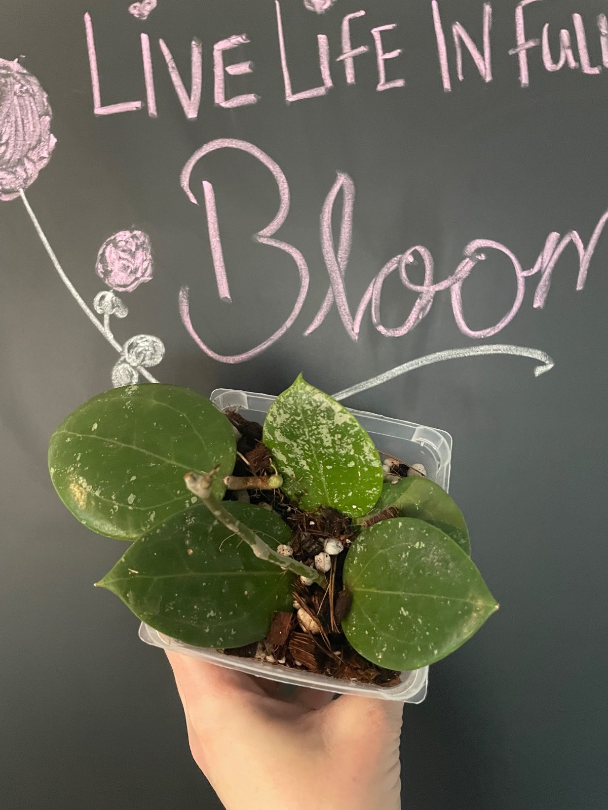 Hoya Parasitica Heart Shape Splash