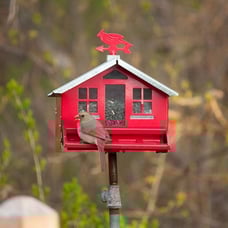 Perky-Pet 338 Squirrel-Be-Gone II Country House Bird Feeder with Weathervane, 8
