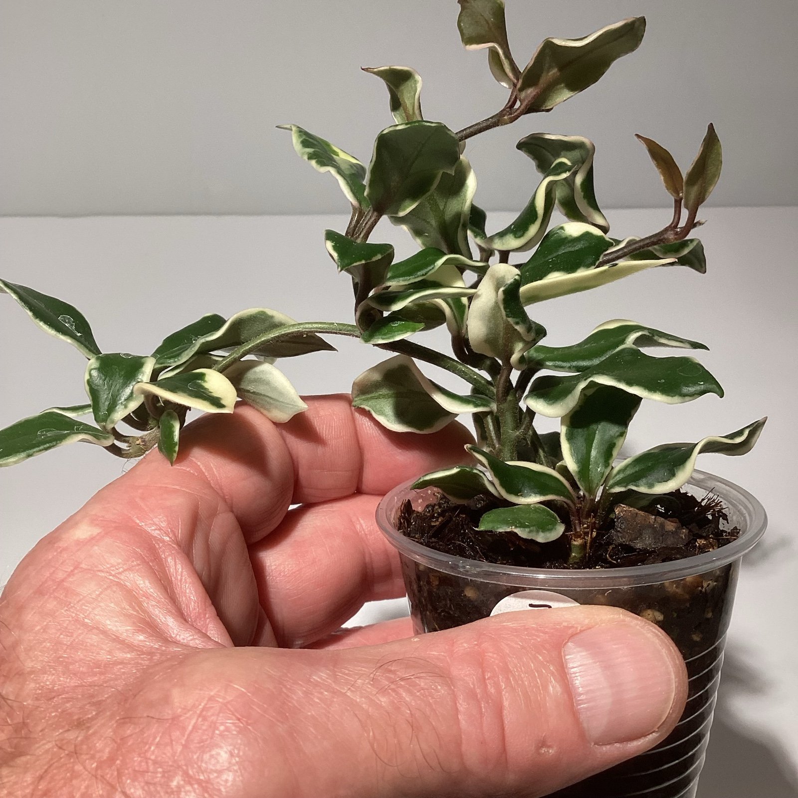 Hoya Holliana (B)