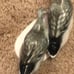 Rosenthal Art Pottery Ducks Figurine