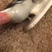Rosenthal Art Pottery Ducks Figurine
