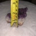 Amethyst in Rock