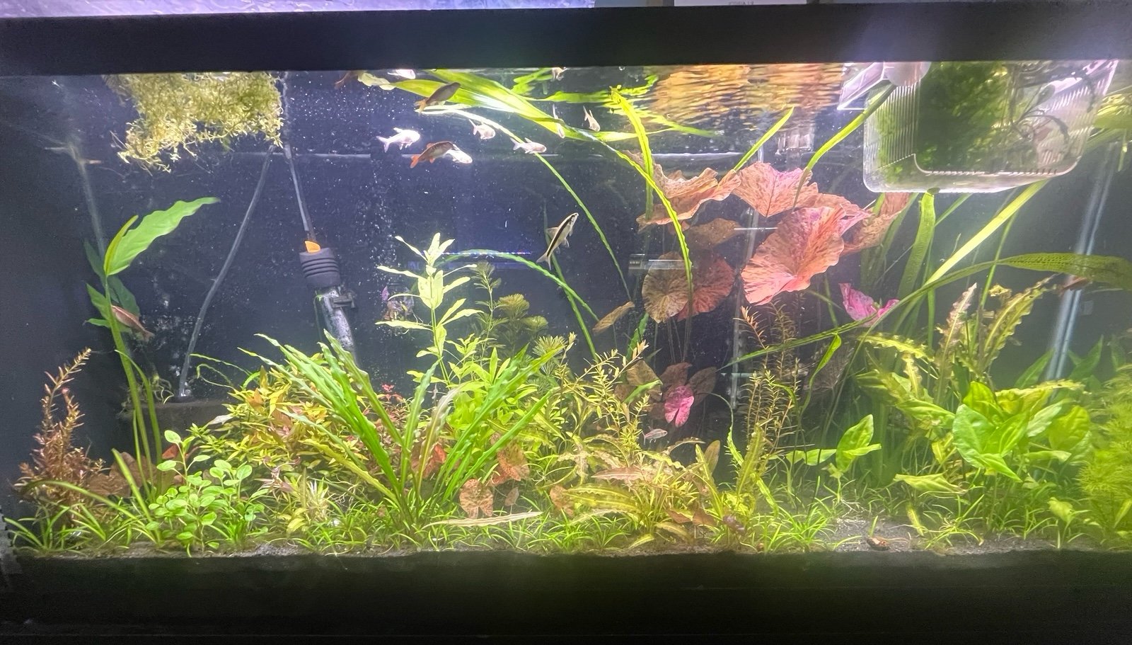 Aquarium Plant Starter Pack