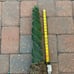 Beautiful Spiral Cactus - RARE - live plant