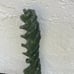 Beautiful Spiral Cactus - RARE - live plant