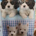 White Mountain SEEING DOUBLE 1000 Pc Puzzle Puppy Dogs Greg Cuddiford Complete