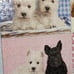 White Mountain SEEING DOUBLE 1000 Pc Puzzle Puppy Dogs Greg Cuddiford Complete