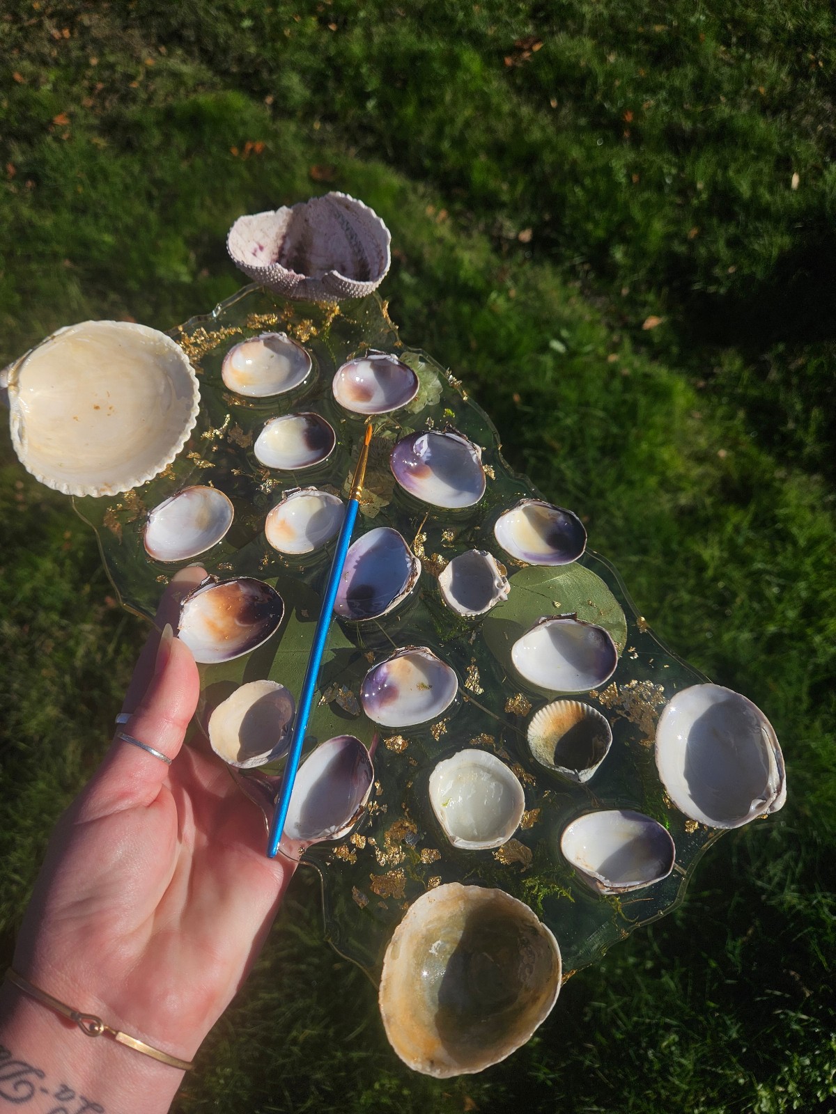 Seashell painters pallet~oddities collection