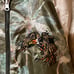 Olive Green Satin Sukajan with Hawk and Tiger Embroidery