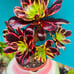 Aeonium Super Bang/ Rare Aeonium, old stem, live rooted, bonsai