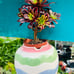 Aeonium Super Bang/ Rare Aeonium, old stem, live rooted, bonsai