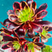 Aeonium Super Bang/ Rare Aeonium, old stem, live rooted, bonsai