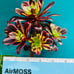 Aeonium Super Bang/ Rare Aeonium, old stem, live rooted, bonsai