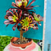 Aeonium Super Bang/ Rare Aeonium, old stem, live rooted, bonsai
