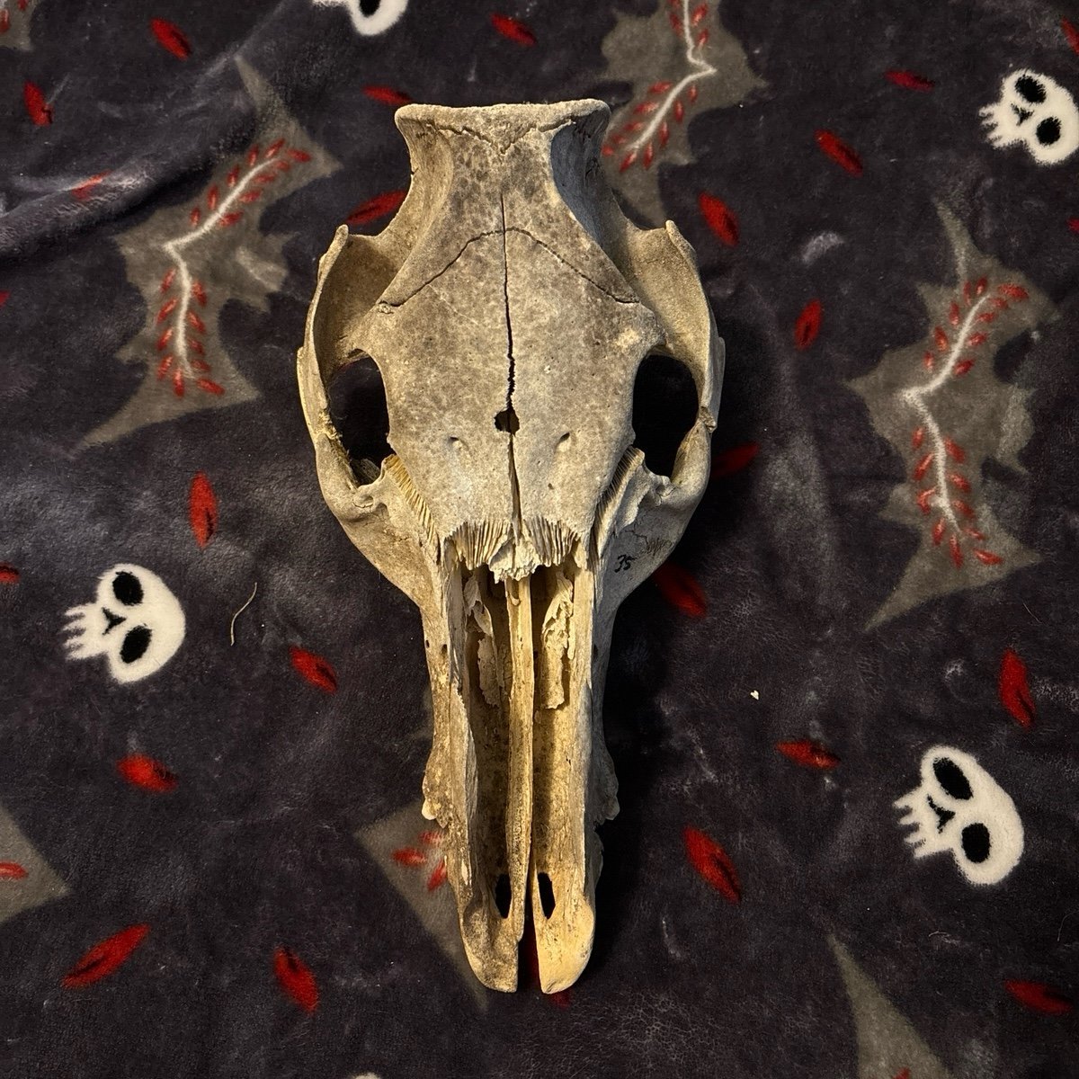 Boar Skull (FRAGILE. READ DESCRIPTION)
