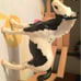 Breyer Spotted Clydesdale foal