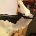 Breyer Spotted Clydesdale foal