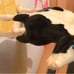 Breyer Spotted Clydesdale foal