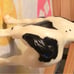 Breyer Spotted Clydesdale foal