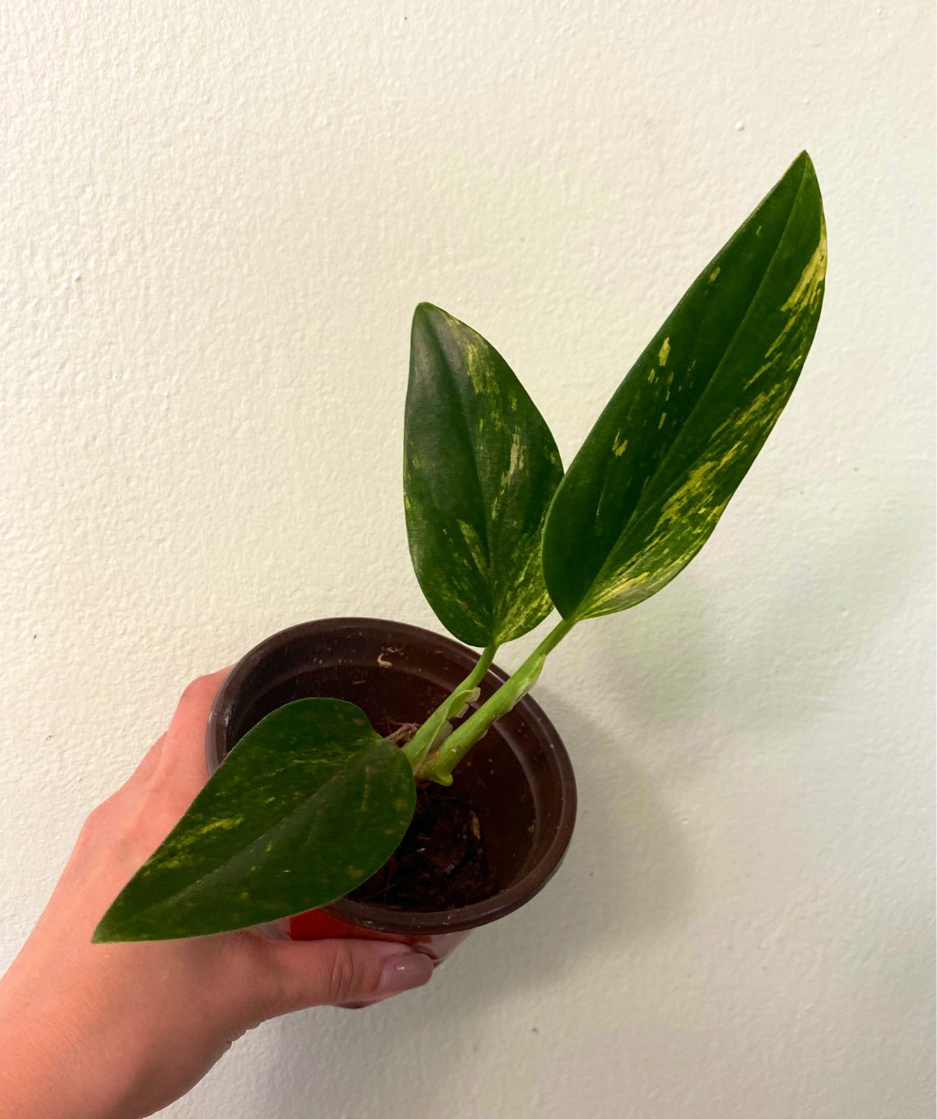 Monstera Standleyana Aurea