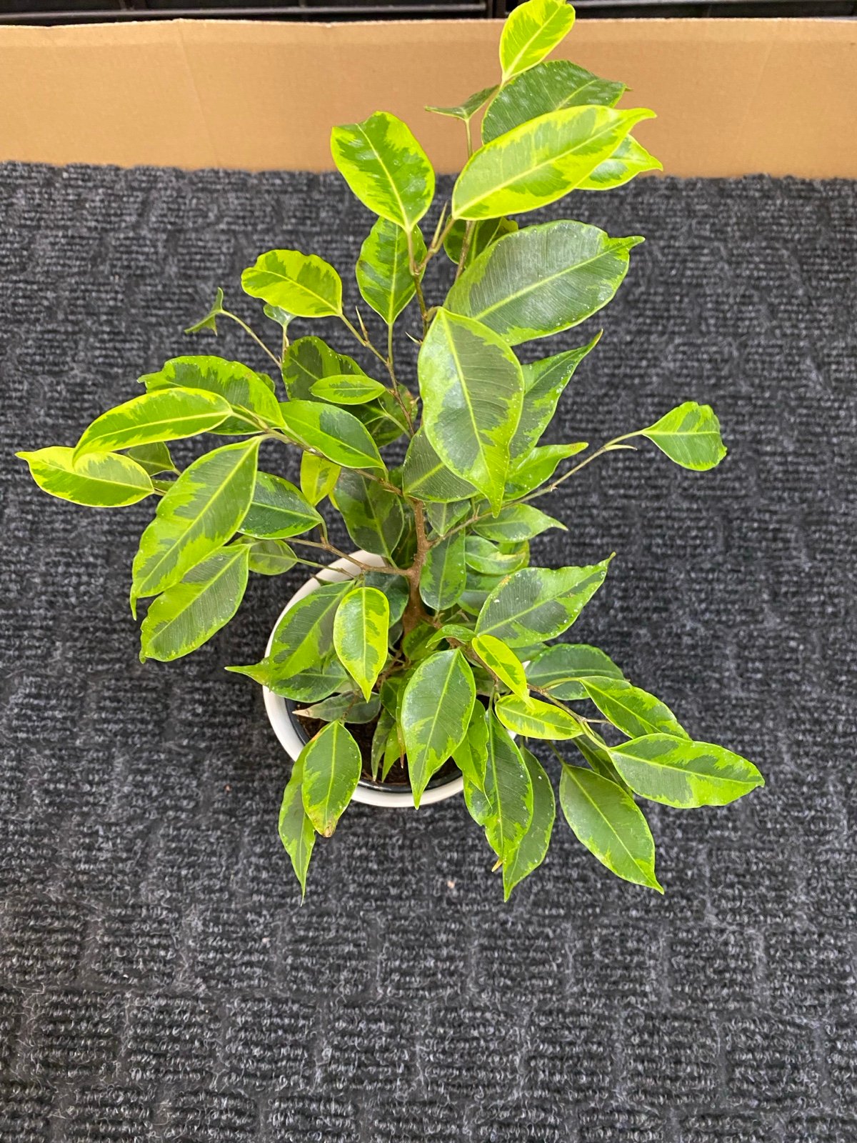 Ficus Benjamin Anastasia