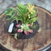4 Succulent garden centerpiece lot