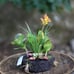 4 Succulent garden centerpiece lot