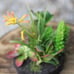 4 Succulent garden centerpiece lot