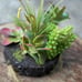 4 Succulent garden centerpiece lot