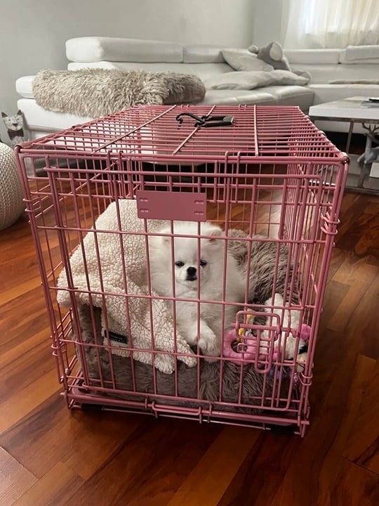 midwest icrate folding single door dog crate