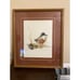 Mads Stage Danish Artist Spatula Clypeata Northern Shoveller Watercolor Framed