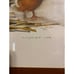 Mads Stage Danish Artist Spatula Clypeata Northern Shoveller Watercolor Framed