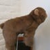 VINTAGE SABLE TY CLASSIC BEAR