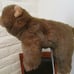 VINTAGE SABLE TY CLASSIC BEAR