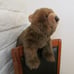 VINTAGE SABLE TY CLASSIC BEAR