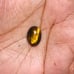 Tiger Eye Gemstone Cab-4Pc-TEL-36