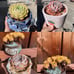 rare succulents