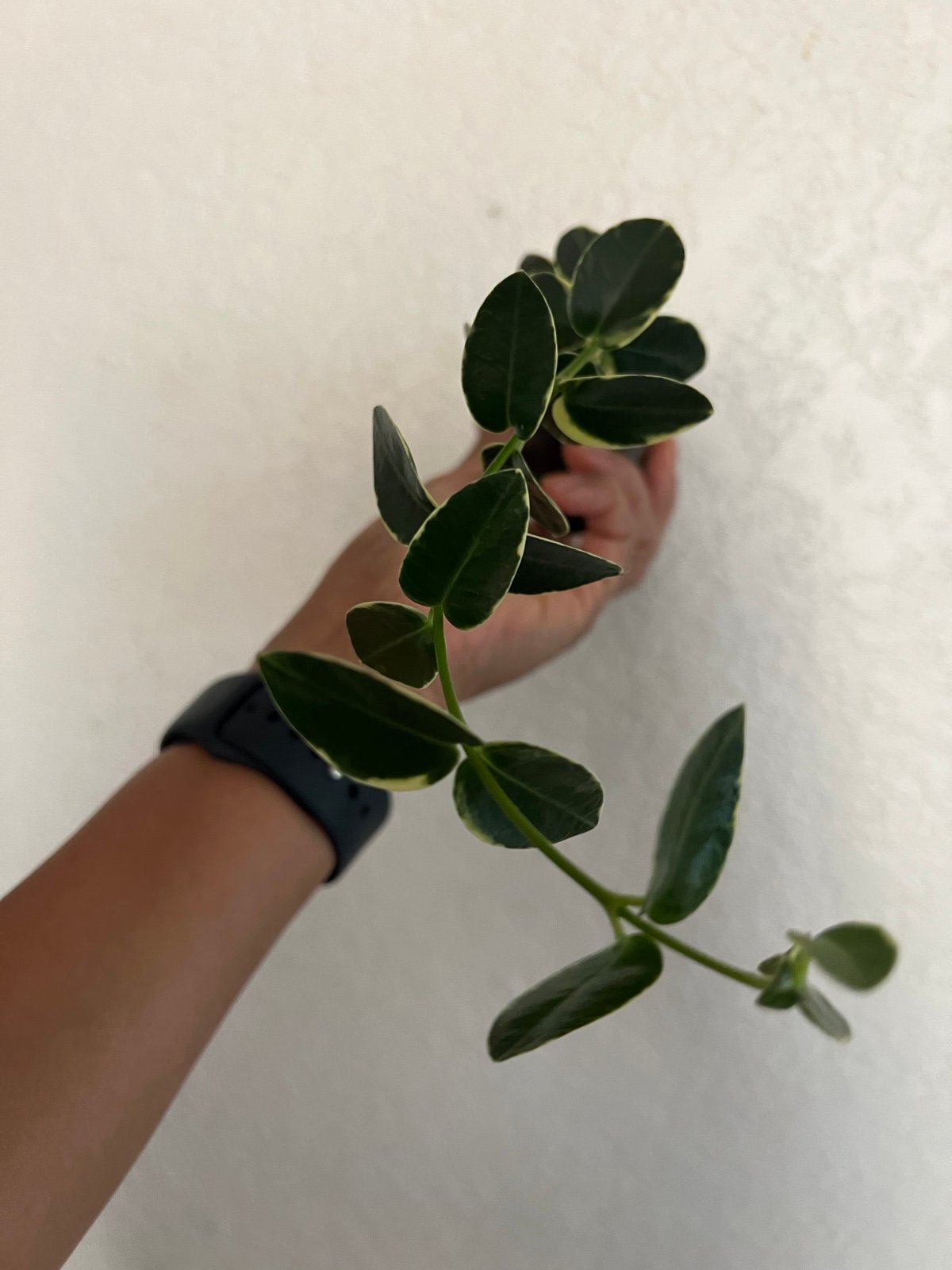 Hoya Cumingiana Variegated